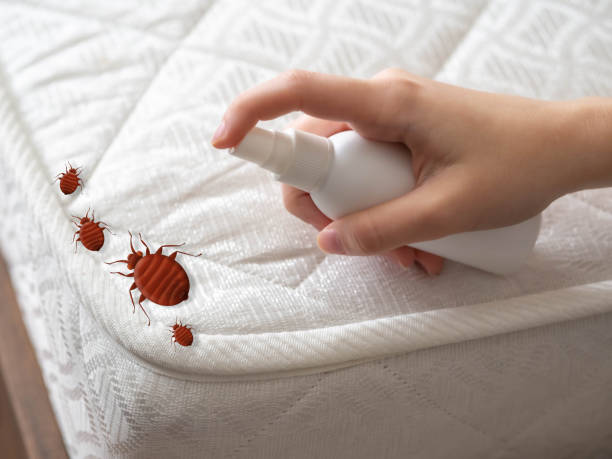 Best Cockroach Control  in Munsons Corners, NY